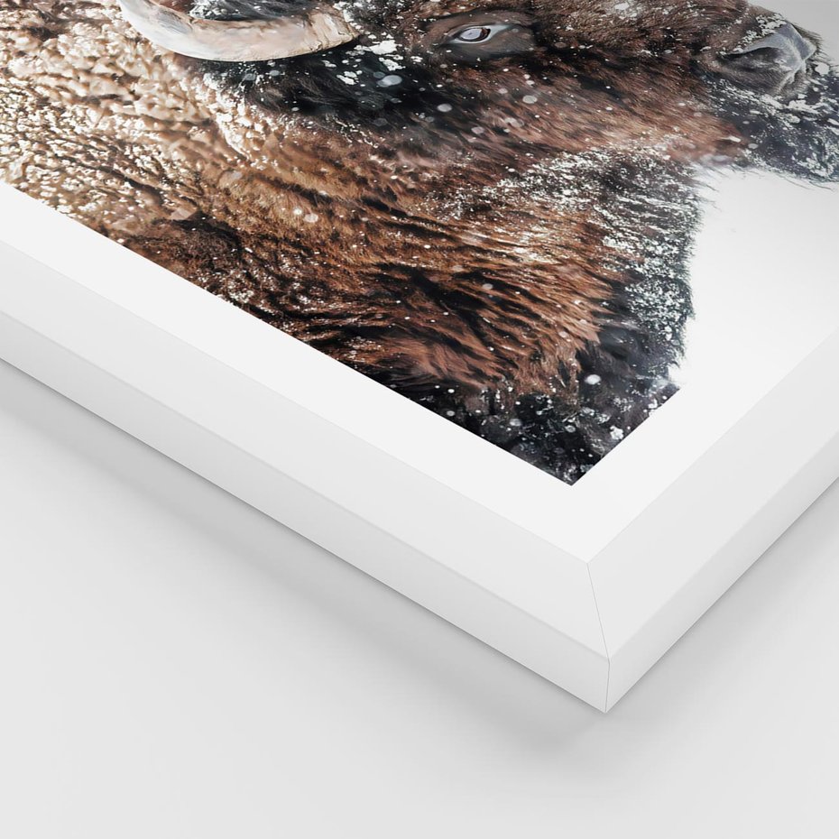 Plakat w ramie 50x70 - Obraz Dzikiej Przyrody w Śnieżnym Otoczeniu - żubr, śnieg - rama biała