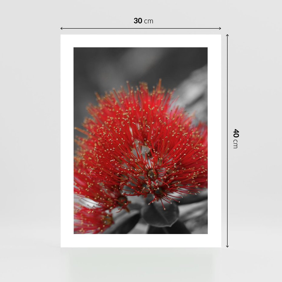 Plakat bez ramy 30x40 - Ukwiał na rafie koralowej - ukwiał, rafa