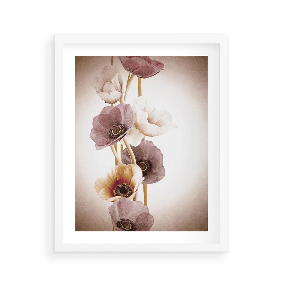 Plakat w ramie 40x50 - Eksplozja kolorów - akwarela, maki - rama biała