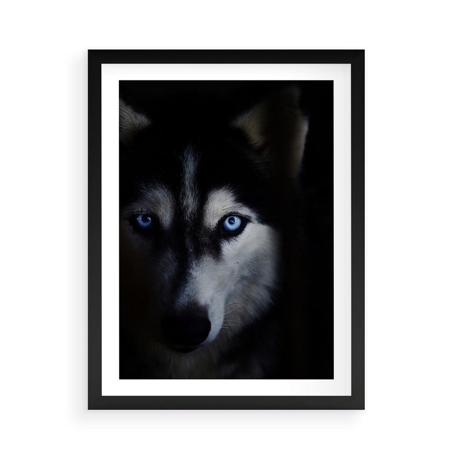 Plakat w ramie 50x70 - Wilk i husky: siła przyjaźni - wilk, husky - rama czarna