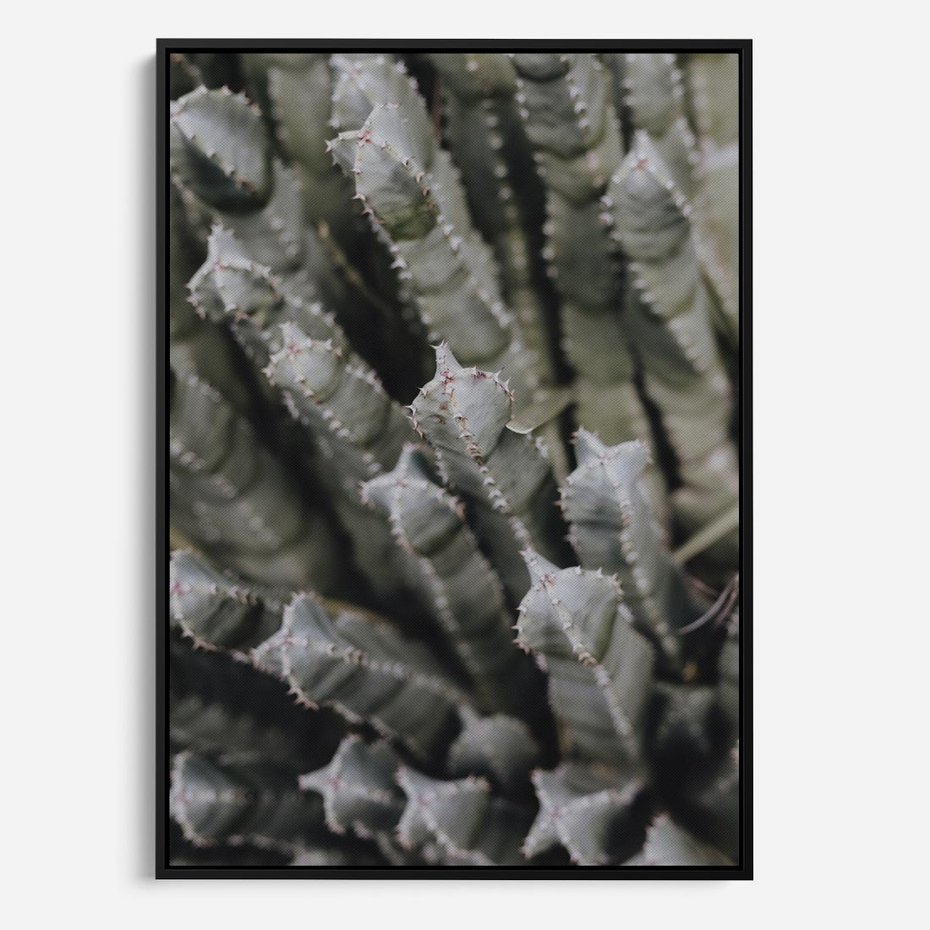 Obraz w ramie 50x70 - Boho kaktusy na pustyni - kaktusy, pustynia - rama czarna