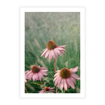 Plakat bez ramy 30x40 - Natura w Pełnym Blasku - kwiaty na łące, różowe kwiaty polne
