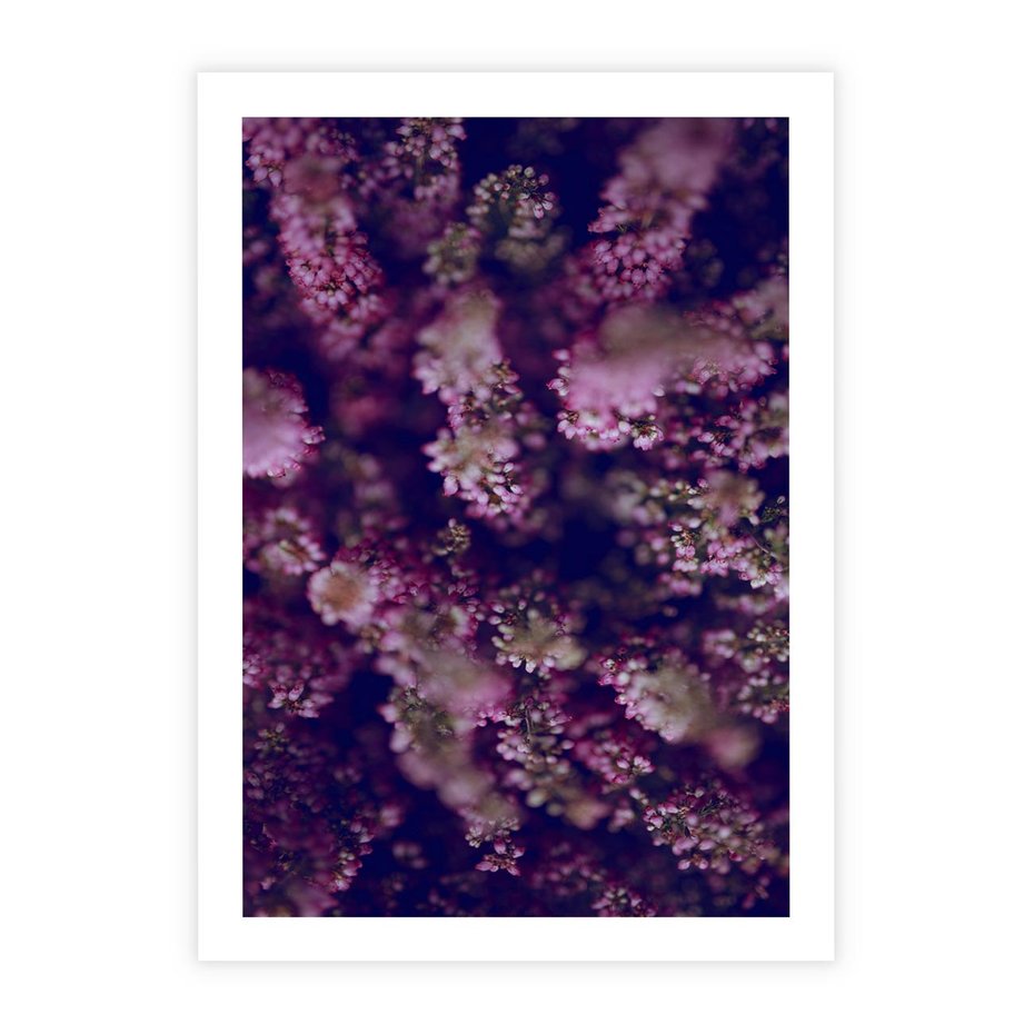 Plakat bez ramy 21x30 - Wrzosowa Delikatność - wrzosy, kwiaty