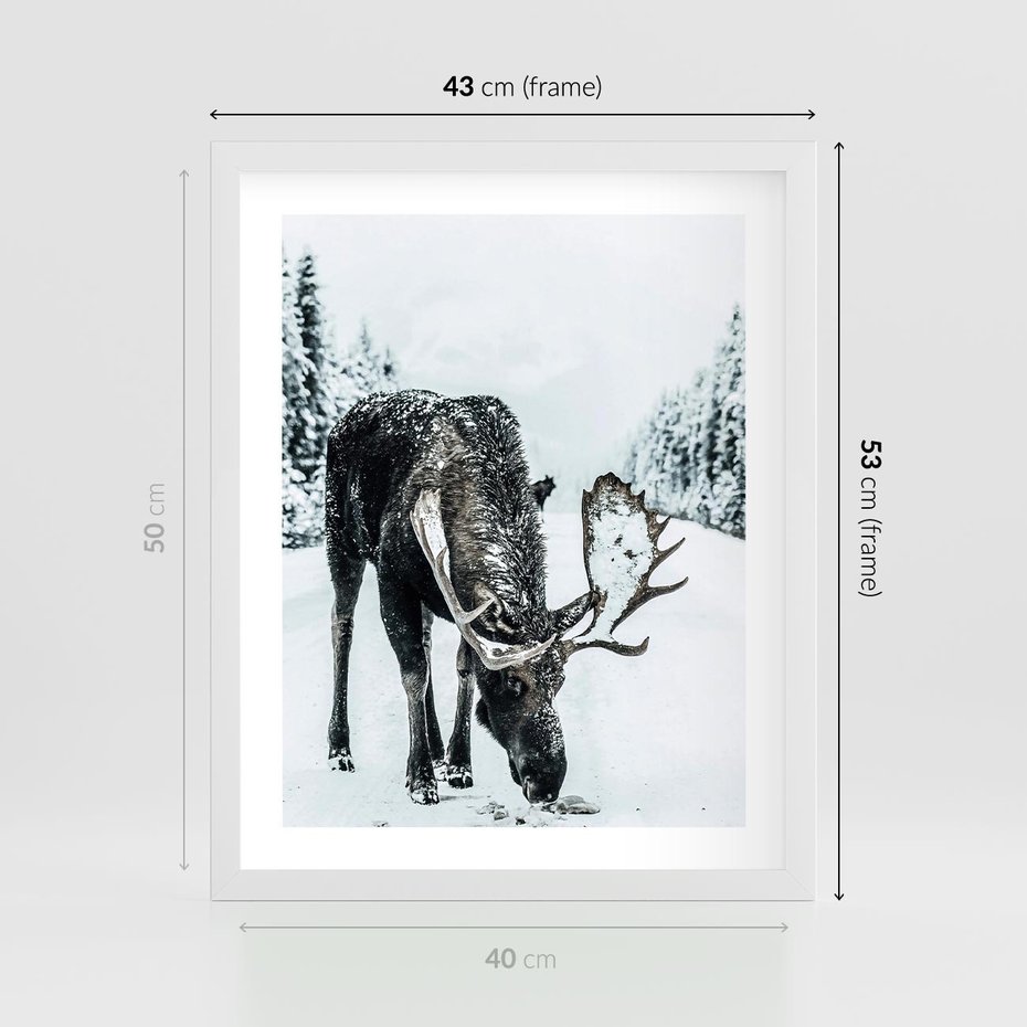 Plakat w ramie 40x50 - Zimowy Portret Łosia - łoś w zimowej scenerii - rama biała