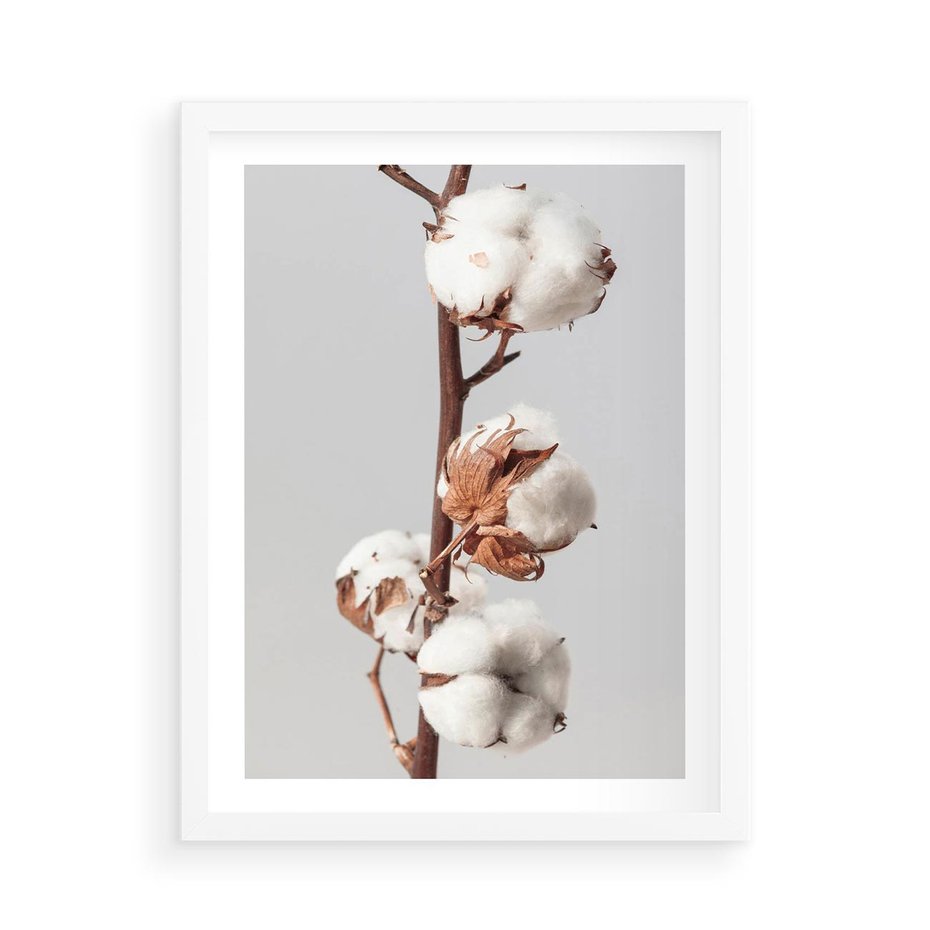 Plakat w ramie 50x70 - Spokojna Gałązka Bawełny - gałązka bawełny, prosta spokojna fotografia - rama biała