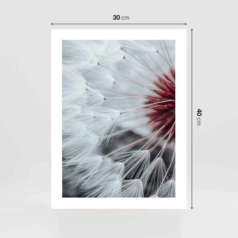 Plakat bez ramy 30x40 - Makro Magii Natury - dmuchawiec, zbliżenie makro