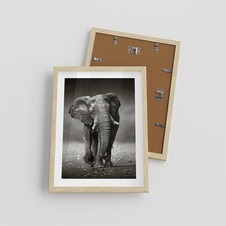 Plakat w ramie 30x40 - Majestatyczny słoń Afryki - słoń, Afryka - rama drewno
