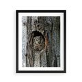 Plakat w ramie 40x50 - Tajemniczy W świecie Nocy - sowa, dziupla - rama czarna