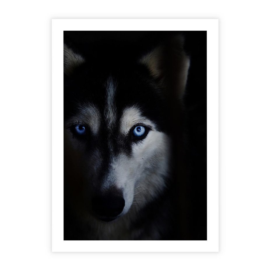 Plakat bez ramy 30x40 - Wilk i husky: siła przyjaźni - wilk, husky