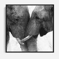 Obraz w ramie 50x50 - Spotkanie Mądrości - fotografia czarno biała, dwa słonie - rama czarna