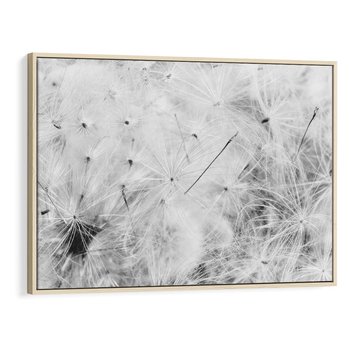 Obraz w ramie 100x70 - Zdmuchnięty Puch - dmuchawce, delikatne - rama drewno