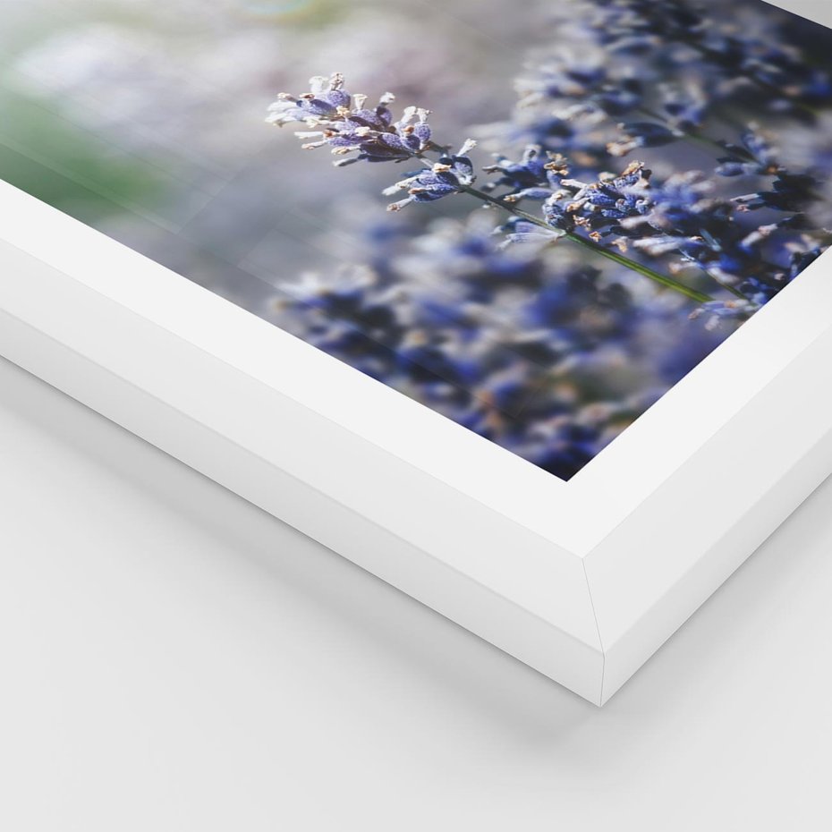 Plakat w ramie 40x50 - Delikatna Uroda Natury - wrzosy, fiolet - rama biała