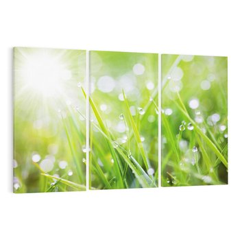 Obraz na płótnie 120x80 - Delikatna trawa pokryta rosą - trawa, rosa