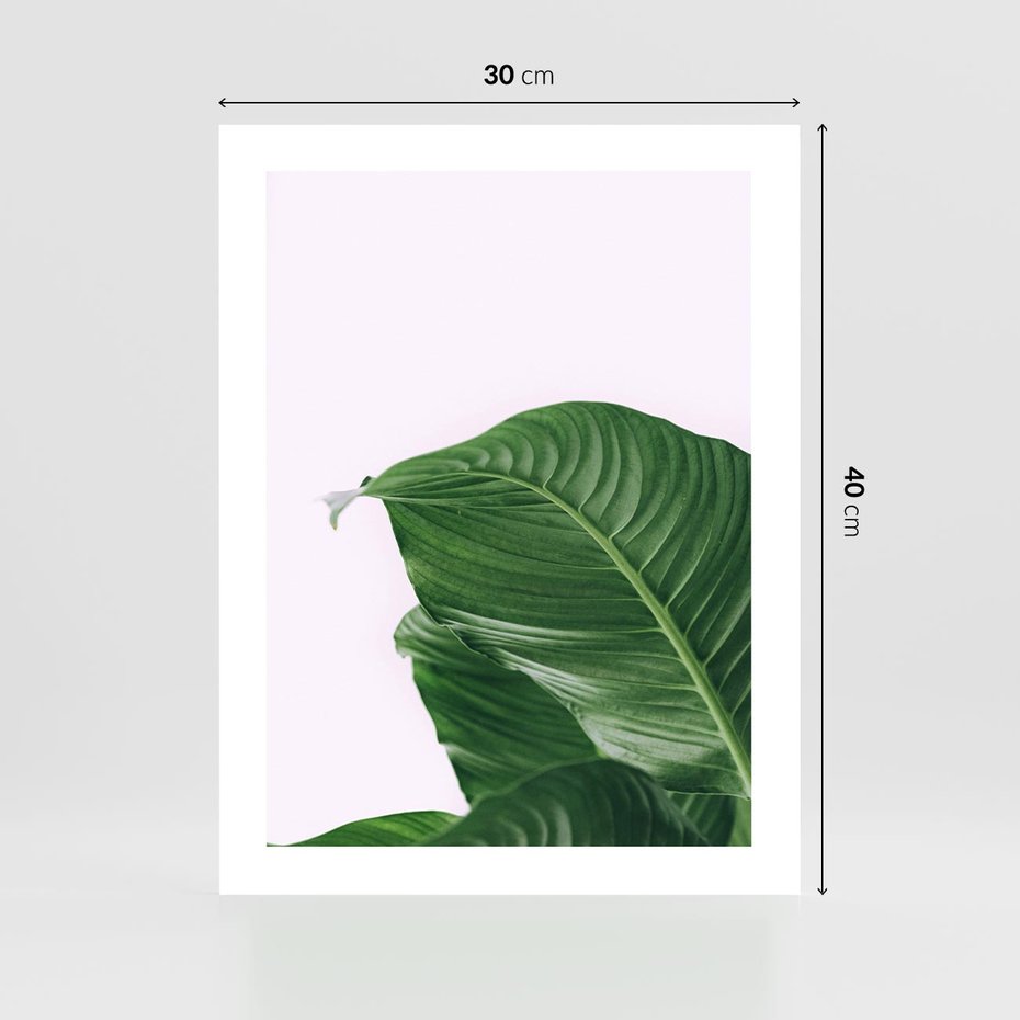 Plakat bez ramy 30x40 - Zielone liście monstery - liście, monstera