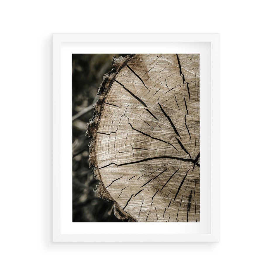 Plakat w ramie 40x50 - Wnętrze Natury - pień, przecięty pień - rama biała