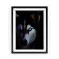Plakat w ramie 50x70 - Wilk i husky: siła przyjaźni - wilk, husky - rama czarna