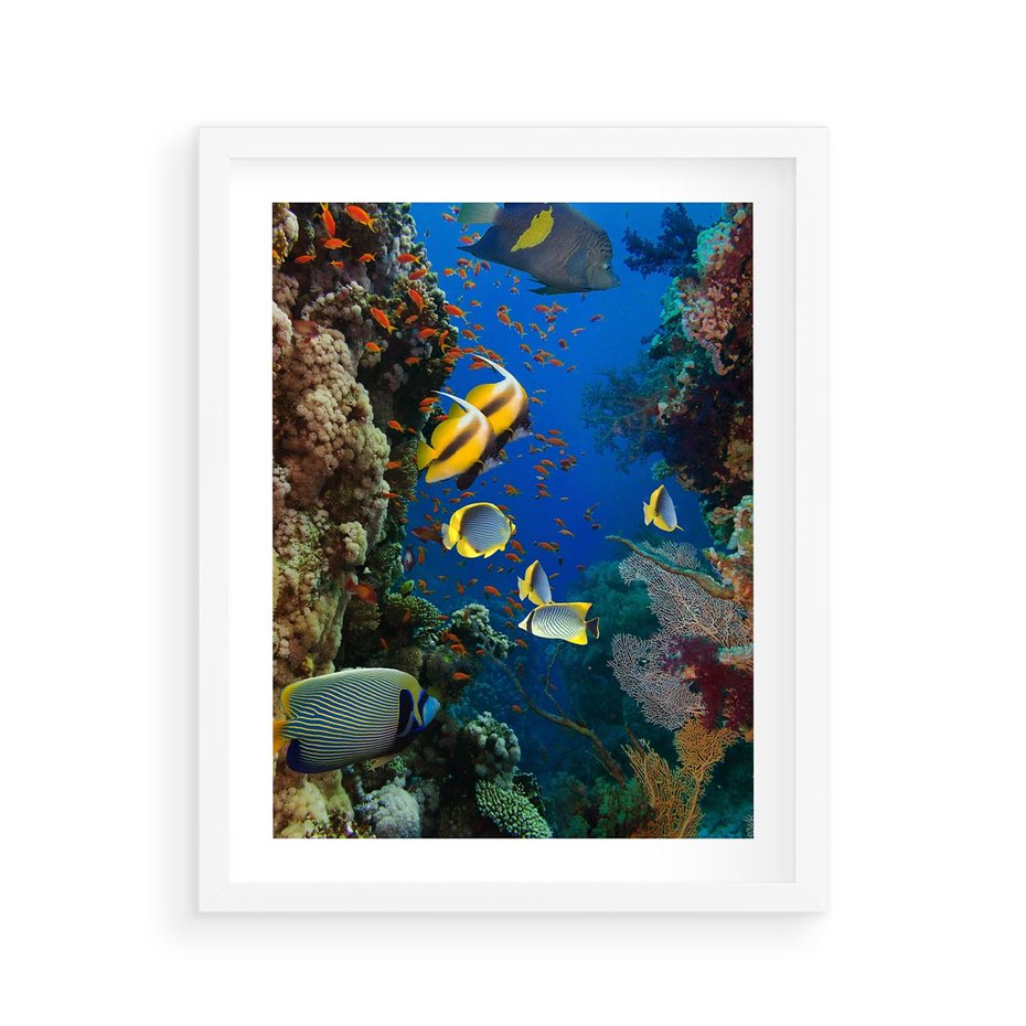 Plakat w ramie 40x50 - Podwodne królestwo rafy koralowej - rafa, koralowa - rama biała