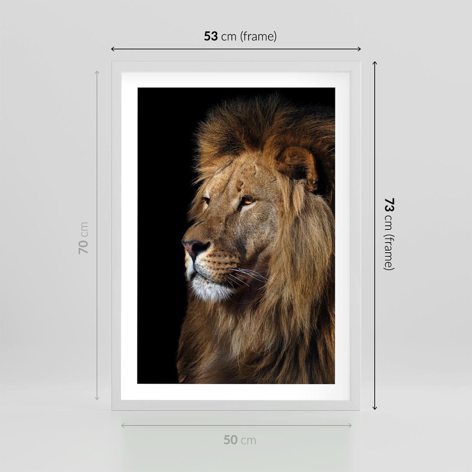 Plakat w ramie 50x70 - Władca Dzikiej Przyrody - lew, król - rama biała