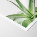 Plakat bez ramy 30x40 - Zielone Piękno - aloes, liście
