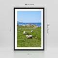 Plakat w ramie 50x70 - Górskie Owce - góry, owce - rama czarna