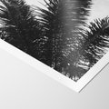 Plakat bez ramy 30x40 - Czas Zapomnienia - palmy, czarno biała fotografia