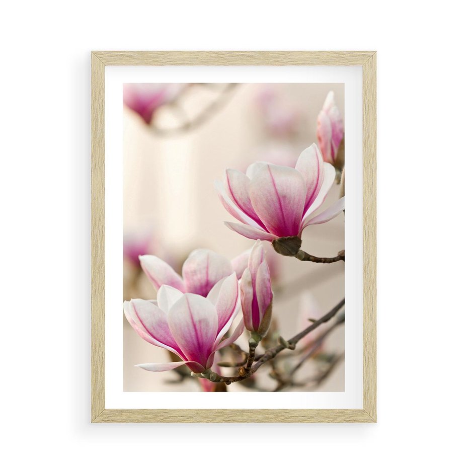 Plakat w ramie 50x70 - Urok Magnolii - magnolie, kwiaty - rama drewno