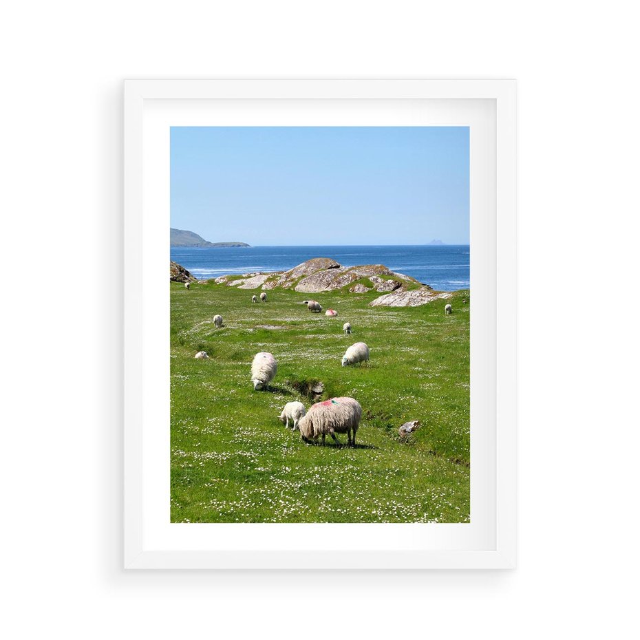 Plakat w ramie 40x50 - Górskie Owce - góry, owce - rama biała