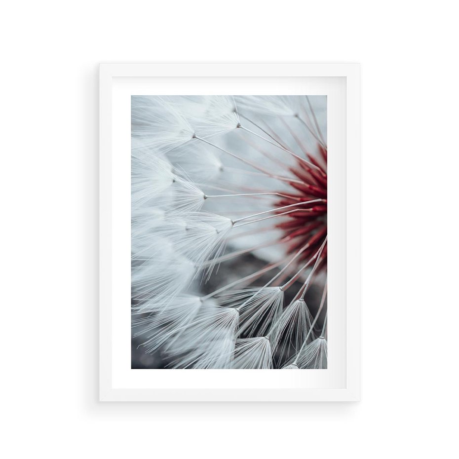 Plakat w ramie 30x40 - Makro Magii Natury - dmuchawiec, zbliżenie makro - rama biała