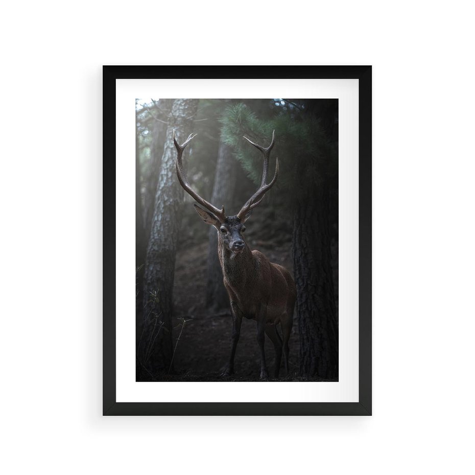 Plakat w ramie 30x40 - Jeleń wśród lasu - jeleń, las - rama czarna