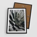 Plakat w ramie 50x70 - Sukulenty wśród kaktusów - sukulenty, kaktusy - rama czarna