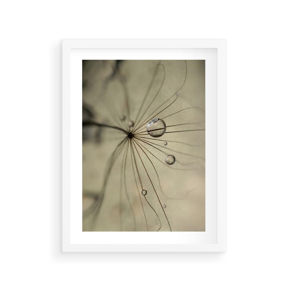 Plakat w ramie 30x40 - Delikatność dmuchawców - dmuchawce, krople - rama biała