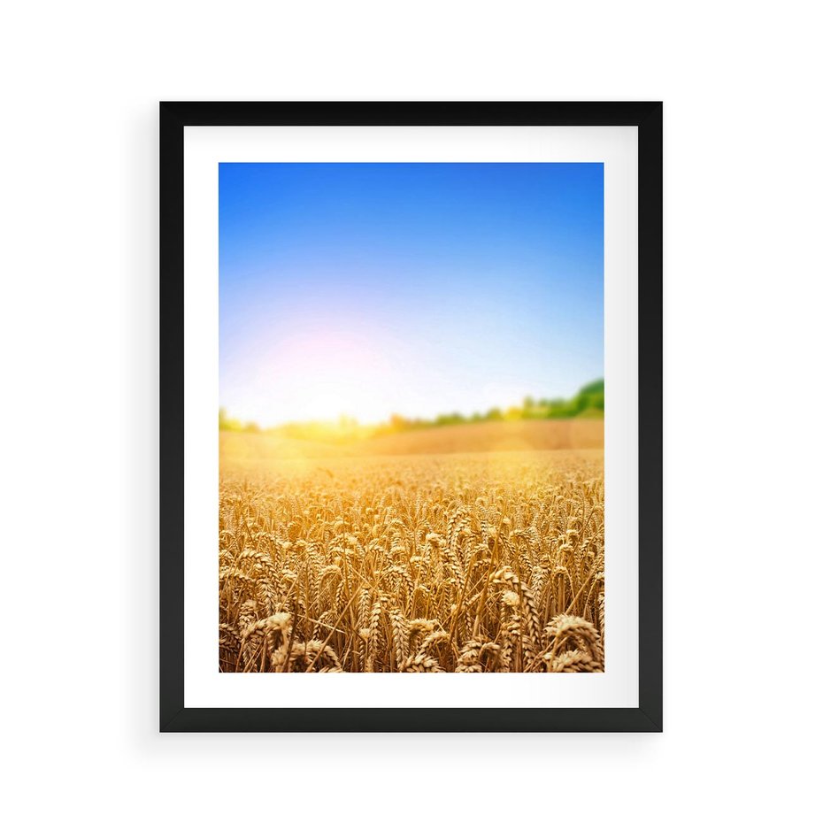 Plakat w ramie 40x50 - Żyzne Pola - pole, pszenicy - rama czarna