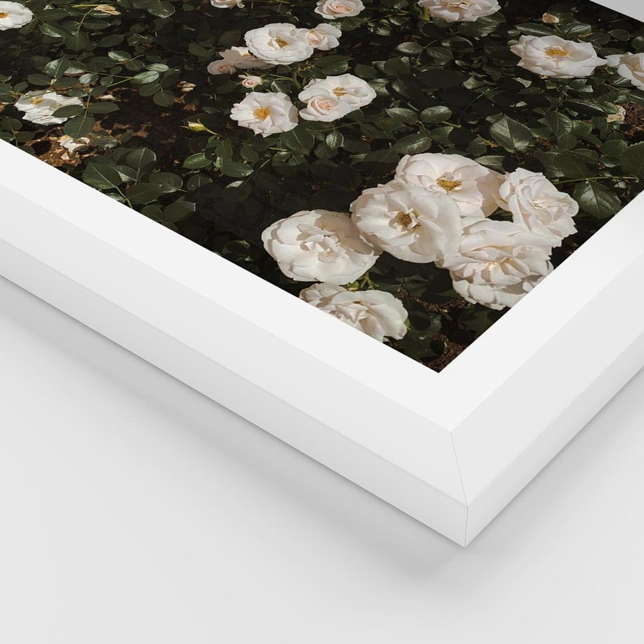 Plakat w ramie 30x40 - Czyste Piękno - białe kwiaty, białe róże - rama biała