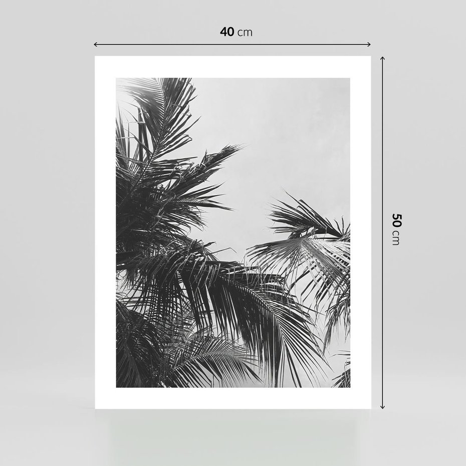 Plakat bez ramy 40x50 - Palmy w Monochromii - palmy, tropikalne palmy