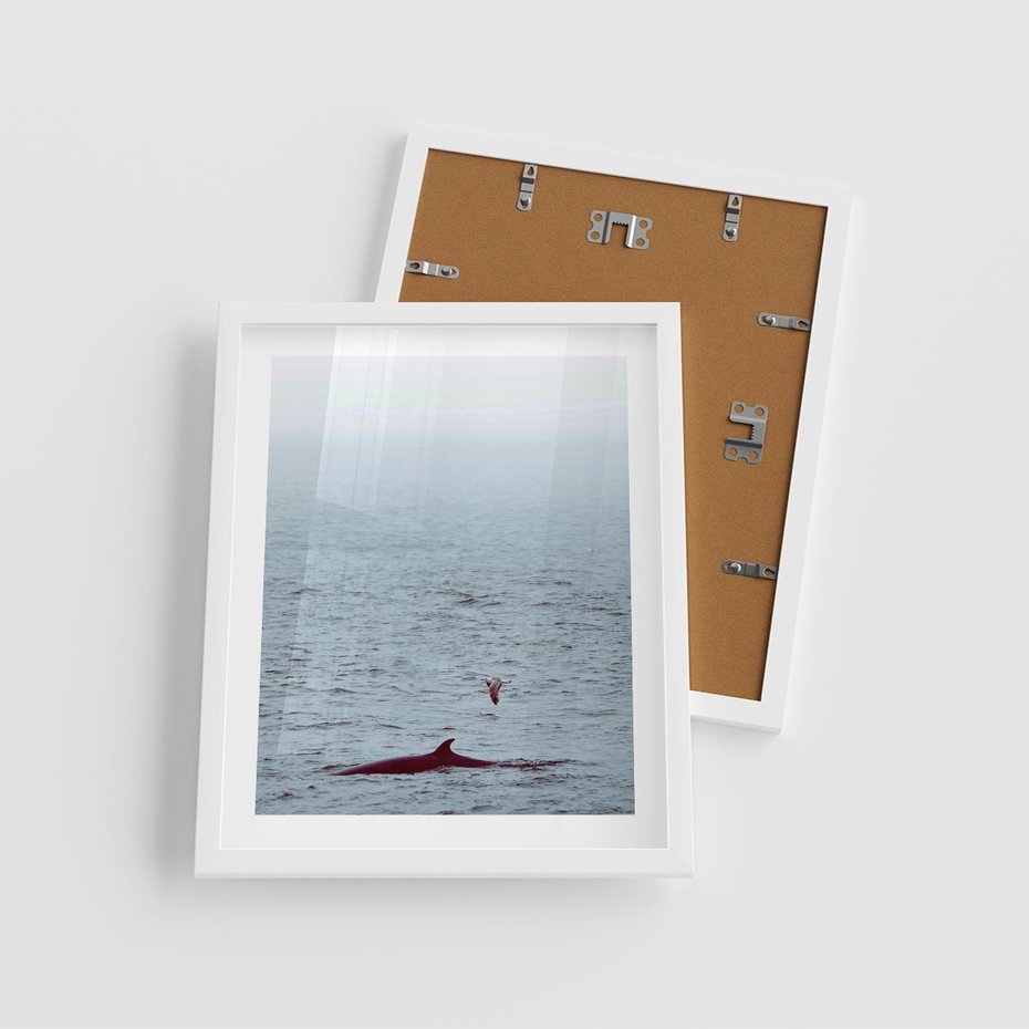 Plakat w ramie 40x50 - Spotkanie z Orką - morze, ocean - rama biała