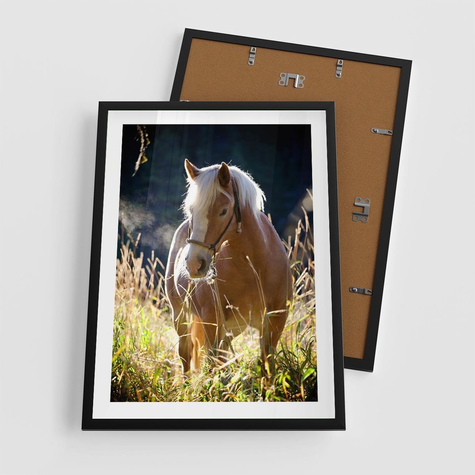 Plakat w ramie 50x70 - Spotkanie konia na łące - koń, łąka - rama czarna
