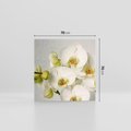 Obraz na płótnie 70x70 - Elegancka uroda orchidei - orchidea, kwiaty