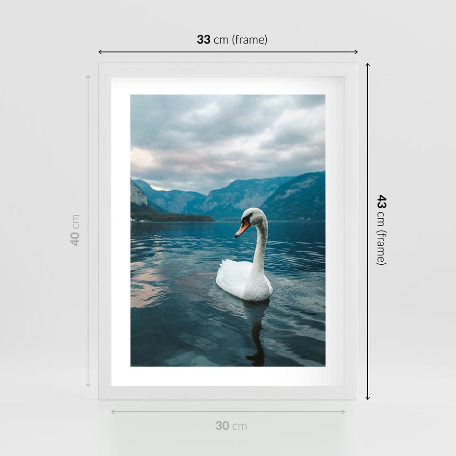 Plakat w ramie 30x40 - Łabędzi Śpiew - fotografia, plakat - rama biała