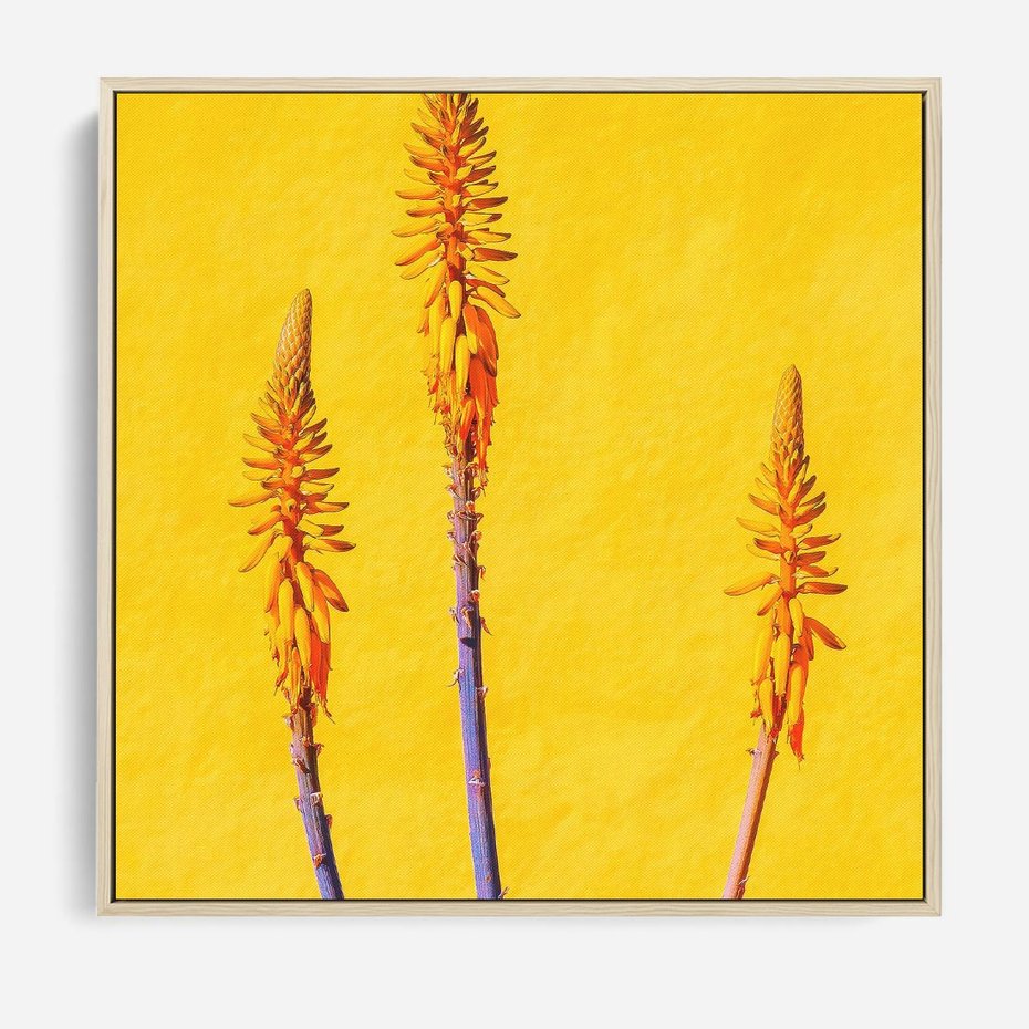 Obraz w ramie 80x80 - Radość Natury - kolor, kwiaty - rama drewno