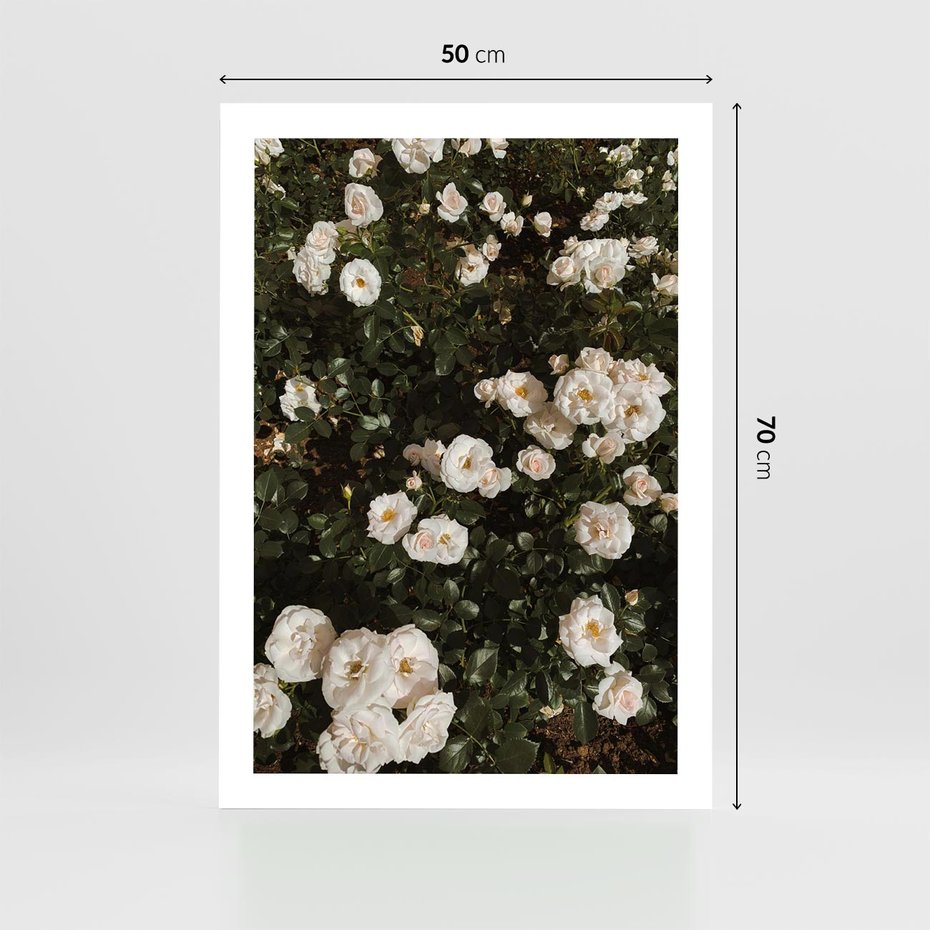 Plakat bez ramy 50x70 - Czyste Piękno - białe kwiaty, białe róże