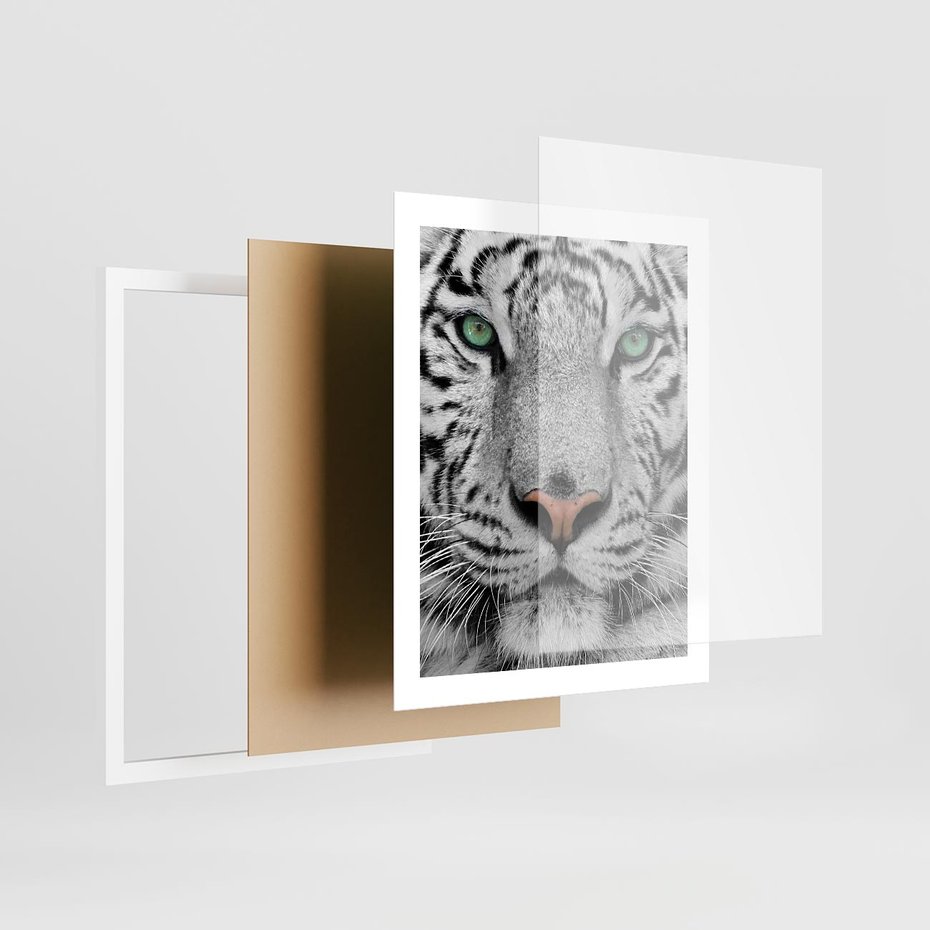 Plakat w ramie 40x50 - Magia Białego Tygrysa - biały, tygrys - rama biała