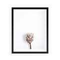 Plakat w ramie 40x50 - Suszona Roślina na Białym Tle - minimalizm, suszona roślina - rama czarna