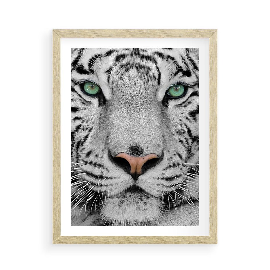 Plakat w ramie 50x70 - Magia Białego Tygrysa - biały, tygrys - rama drewno