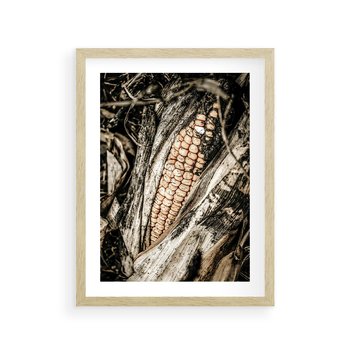Plakat w ramie 40x50 - Kukurydza w Jesiennej Scenie - kukurydza, jesień - rama drewno