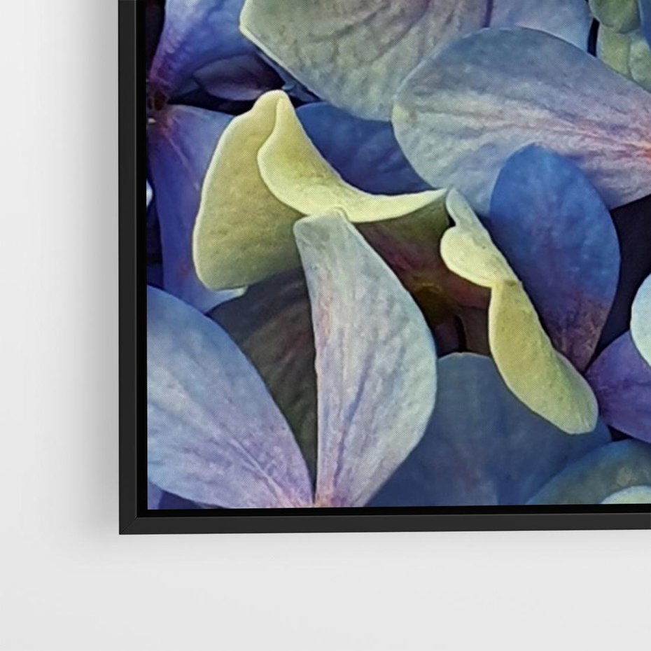 Obraz w ramie 70x50 - Hortensja - delikatność kwiatów - hortensja, kwiaty - rama czarna