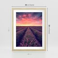 Plakat w ramie 40x50 - Różowe Niebo nad Polami - pola lawendy, zachód słońca - rama drewno