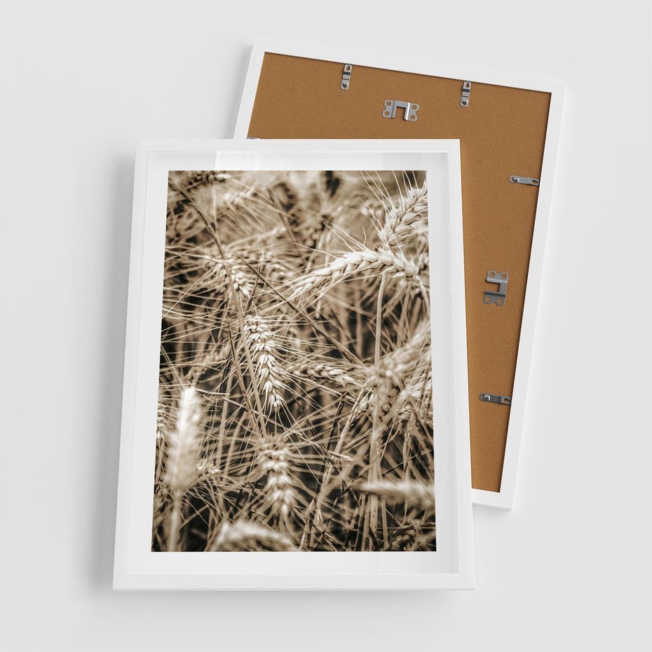 Plakat w ramie 50x70 - Zbliżenie na Kłosy Zboża - zboża, kłosy zboża - rama biała