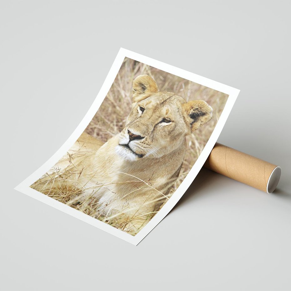 Plakat bez ramy 21x30 - Potęga lwów w Afryce - lew, lwica