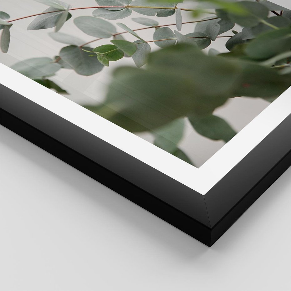 Plakat w ramie 30x40 - Liście eukaliptusa w naturze - eukaliptus, liście - rama czarna