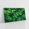 Obraz na płótnie 120x60 - Palma Liście Kwiat - palma, liście